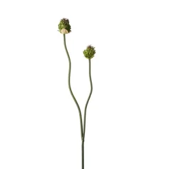Allium