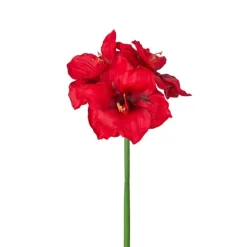 Amaryllis flerblommig
