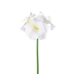 Amaryllis flerblommig