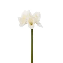 Amaryllis flerblommig tjock stjälk