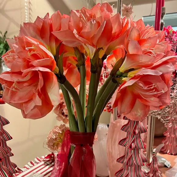 Amaryllis flerblommig tjock stjälk