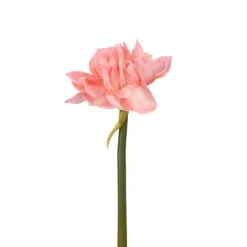 Amaryllis flerblommig tjock stjälk