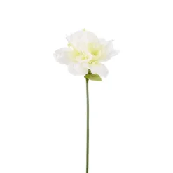 Amaryllis singel