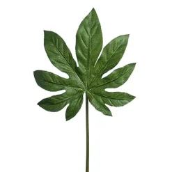Aralia Blad