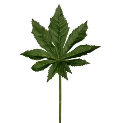 Aralia Blad