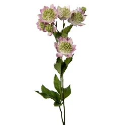 Astrantia