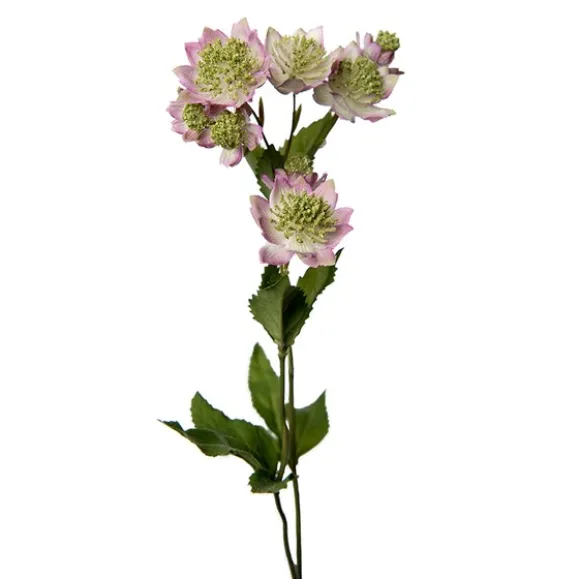 Astrantia