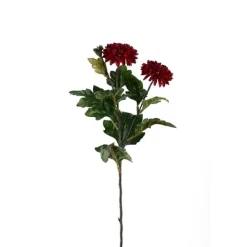 Chrysanthemum