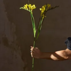 Freesia