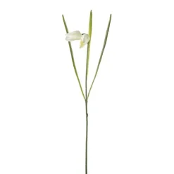 Fritillaria