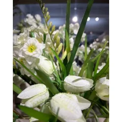 Fritillaria