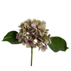 Hortensia snittblomma