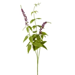 Lavendel