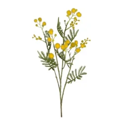Mimosa