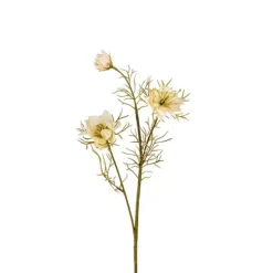 Nigella