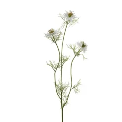 Nigella
