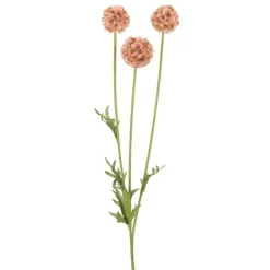Scabiosa
