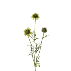 Scabiosa utslagen