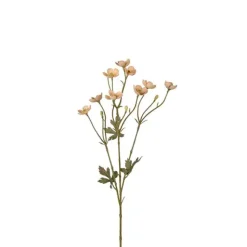 Smörblomma