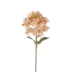 Torkad småblommig hortensia